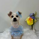 포프리티 이미지