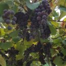 등구농장 이미지