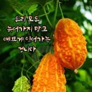 행복꽃 이미지