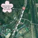 온별천지 | [스냅] 별천지 벚꽃 웨딩로드 in 하동 당첨 후기...벚꽃길 인생사진 찍고 온 리얼 후기 신청방법 주차 꿀팁