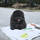 딜라잇독 앤 캣 강아지고양이 분양 시흥 | 남양주강아지분양 신중하게 고민하다 찾은 최고의 선택 요미독앤캣