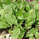 행복잡화 이미지