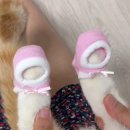 꼬까신 Daum카페
