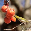 홍시식당 이미지