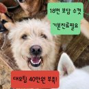 [함안보호소] 안락사 18번 보담이에요. 아직 대모님이 아무도 없으시지만 기적이 일어날거라고 믿어요😭 이미지