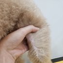 몽실 애견미용 | 배곧애견미용 몽실뜰 스트레스 없이 편안한 통창 미용실 방문 후기