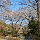 주례3동 학장천 공영주차장 | 부산 벚꽃 카페 🌸 우디브룩 🌸 학장천 다녀온 후기