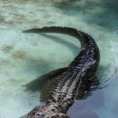 악어화장실 이미지