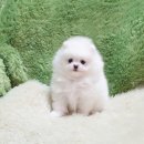 김제강아지 이미지