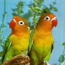 앵무새둥지