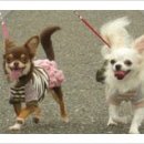 KGB kennel(케이지비 캔넬) | 반려견 예방 접종과 구충.원충