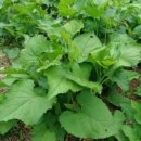 크린스마트 이미지