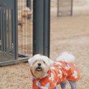 스테이펫_호텔 이미지