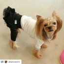 스타견 | 몽타주 첫 패셔니스타견들~인스타 후기모음^^