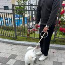 낭창한 강아지 이미지