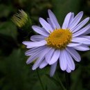 쑥부쟁이 이미지