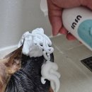 폼잡는개 | 강아지냄새 샴푸 추천 개비린내 잡는 폼플레이 샴푸 후기