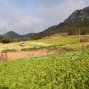 삼일농장 이미지