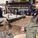 섬 | [여행] 혼자 다녀온 히로시마 여행기 2탄 | 미야지마&amp;이쓰쿠시마섬 후기 | 미야지마 맛집 추천