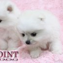 포인트독 이미지