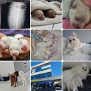 남부켄넬 | 일산강아지교배는 출장으로 만나요!
