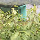 바우농장 이미지