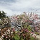 창녕 남지 개비리 | 창녕 남지 개비리 길. 고령 도진마을 무릉원. 낙동강 무심사