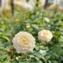 강진공업사 | 《아모레퍼시픽 80년 | 1945-2025》 전시 후기 - ② 원료식물원, 팩토리80년 동안 K-뷰티를 이끌어온...