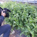 뿌리농장 이미지