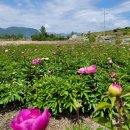 낭도 꿈뜰펜션 이미지