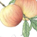 유미농장 이미지