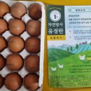 새벽계란 이미지