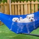 나드리 애견 이미지