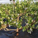 진선농장 이미지