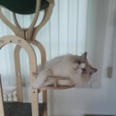 젤로돌스 이미지