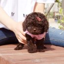 The 쇼독 이미지