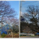 느티나무 이미지