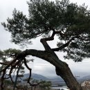 소나무집 이미지