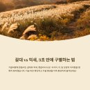 순천만갈대이야기노래연습장 | 갈대 억새 차이 한눈에 비교: 3초 만에 끝내는 구별법