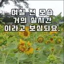 실시간 제주 서쪽 무료 여행지인 항파두리 항몽유적지 근처 꽃밭 꽃들 다양했음 이미지