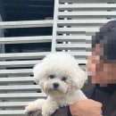 애견 미용실(도그하우스) 이미지