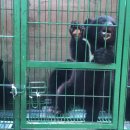 곰다시