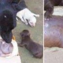 강아지PC 이미지