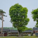 용주사 | 경기도 화성 애견동반 가능한 절 용주사 ㅣ 사찰 카페 화산 방문 후기