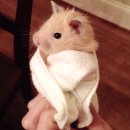 노원-현장-1597 | [국내여행] 동두천시 교토동 니지모리스튜디오 25000원으로 떠나는 일본 여행(feat.대게)