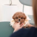 부산강아지분양 미유펫 이미지