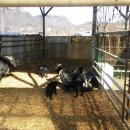 뚝방흑염소 이미지