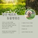 금산헤르쯔 동물병원 네이버블로그