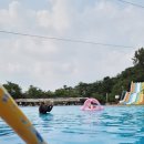 도그플레이스 이미지