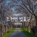 번암리 조천 연꽃공원2 | 조천변 벚꽃길 기찻길 포토존⎟벚꽃 만개 시기, 조치원 벚꽃축제 일정, 주변 맛집